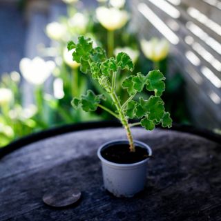 Pelargonium capitatum