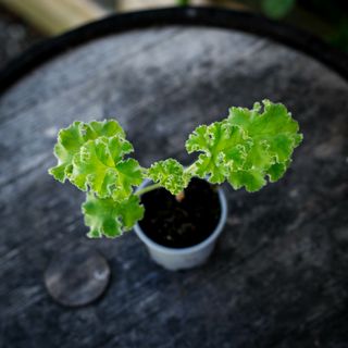 Pelargonium capitatum