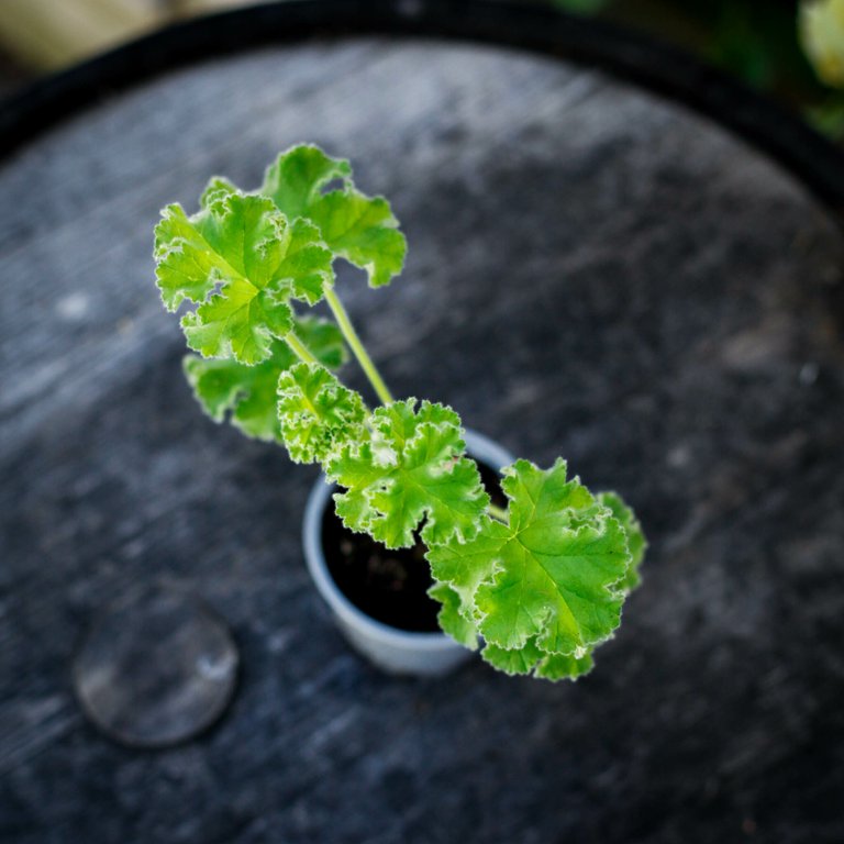 Pelargonium capitatum 8 cm