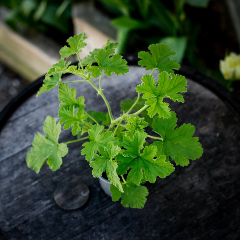 Pelargonium 'Attar Of Roses' 8 cm