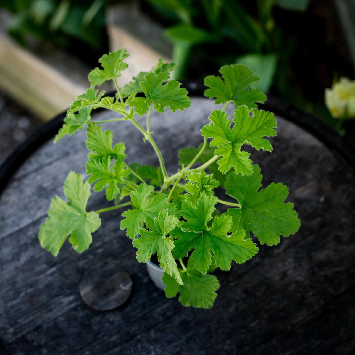 Pelargonium Attar of Roses i mindre krukstorlek