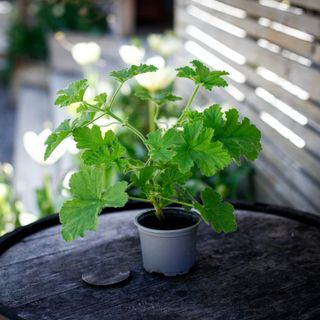 Pelargonium 'Attar Of Roses'