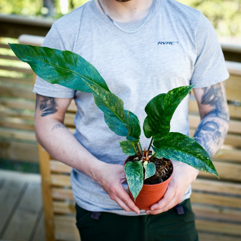 Anthurium hookeri 'Variegata' 12 cm