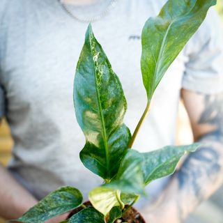 Anthurium hookeri 'Variegata' 12 cm NR 1