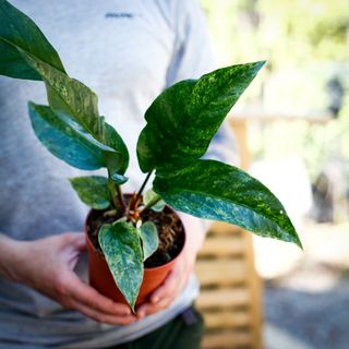 Anthurium hookeri 'Variegata' 12 cm NR 1