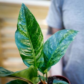 Anthurium hookeri 'Variegata' 12 cm NR 1