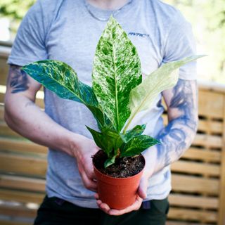 Anthurium hookeri 'Variegata' 12 cm NR 2