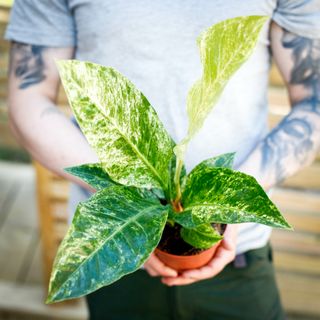 Anthurium hookeri 'Variegata' 12 cm NR 2