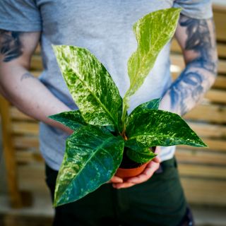 Anthurium hookeri 'Variegata' 12 cm NR 2