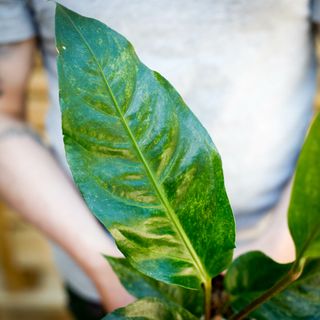 Anthurium hookeri 'Variegata' 12 cm NR 3