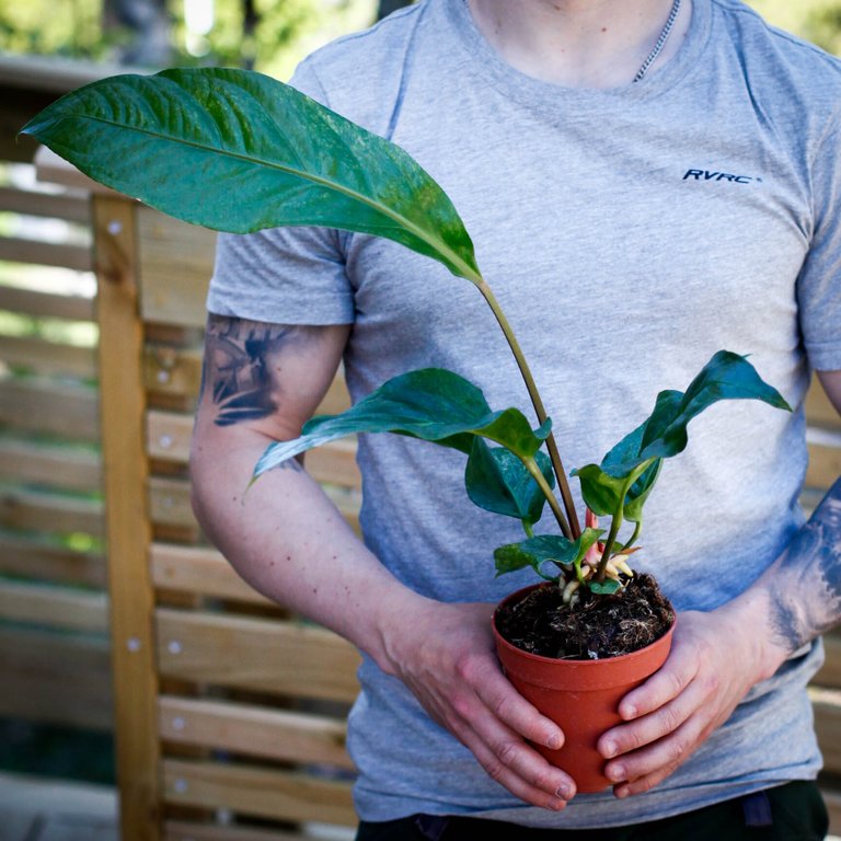 Anthurium hookeri 'Variegata' 12 cm NR 3