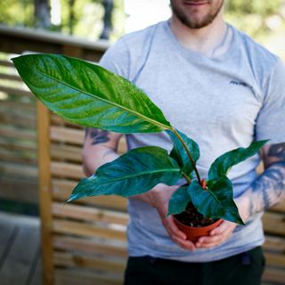 Anthurium hookeri 'Variegata' 12 cm NR 3