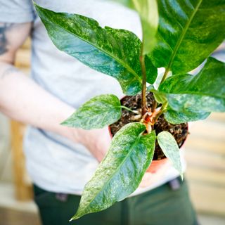 Anthurium hookeri 'Variegata' 12 cm NR 4