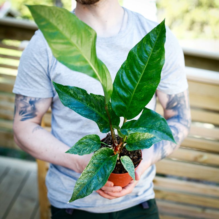 Anthurium hookeri 'Variegata' 12 cm NR 4