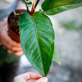Anthurium hookeri 'Variegata' 12 cm NR 5