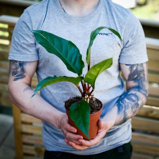 Anthurium hookeri 'Variegata' 12 cm NR 5