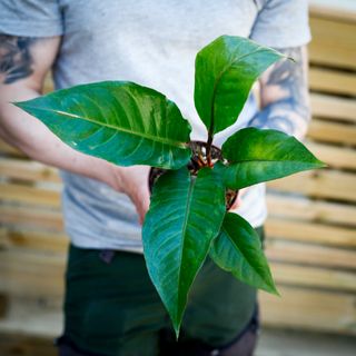 Anthurium hookeri 'Variegata' 12 cm NR 5