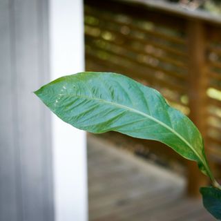 Anthurium hookeri 'Variegata' 12 cm NR 6