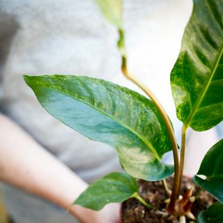 Anthurium hookeri 'Variegata' 12 cm NR 6