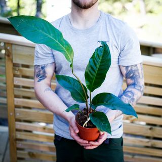 Anthurium hookeri 'Variegata' 12 cm NR 6