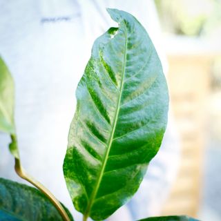 Anthurium hookeri 'Variegata' 12 cm NR 6