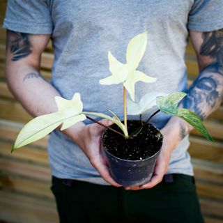 Philodendron 'Florida Ghost' 12 cm NR 1