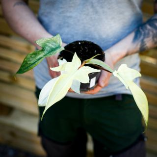 Philodendron 'Florida Ghost' 12 cm NR 1