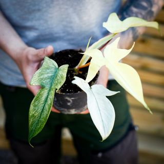 Philodendron 'Florida Ghost' 12 cm NR 1