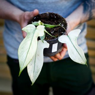 Philodendron 'Florida Ghost' 12 cm NR 2