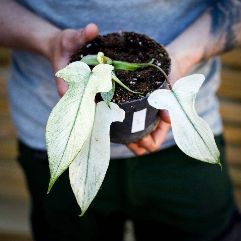 Philodendron 'Florida Ghost' 12 cm NR 2