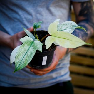 Philodendron 'Florida Ghost' 12 cm NR 3