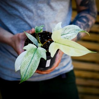 Philodendron 'Florida Ghost' 12 cm NR 3