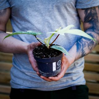 Philodendron 'Florida Ghost' 12 cm NR 4