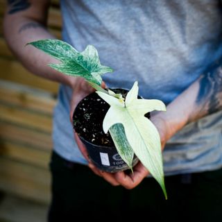 Philodendron 'Florida Ghost' 12 cm NR 4