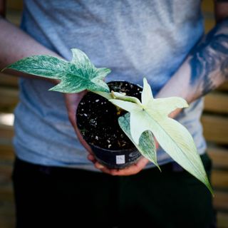 Philodendron 'Florida Ghost' 12 cm NR 4