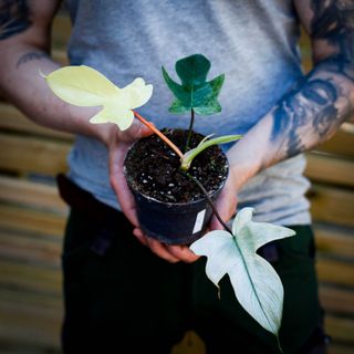 Philodendron 'Florida Ghost' 12 cm NR 5