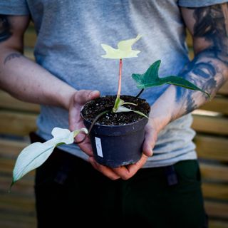 Philodendron 'Florida Ghost' 12 cm NR 5