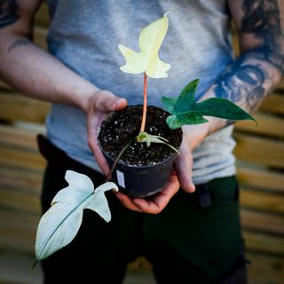 Philodendron 'Florida Ghost' 12 cm NR 5