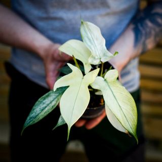 Philodendron 'Florida Ghost' 12 cm NR 6