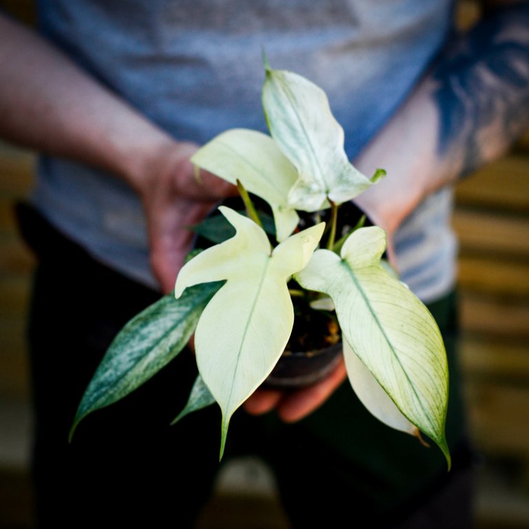Philodendron 'Florida Ghost' 12 cm
