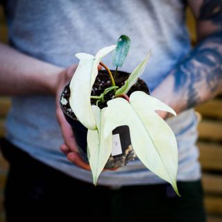 Philodendron 'Florida Ghost' 12 cm NR 7