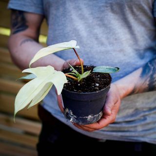 Philodendron 'Florida Ghost' 12 cm NR 7