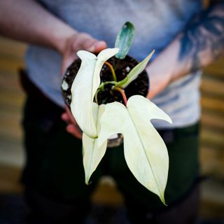 Philodendron 'Florida Ghost' 12 cm NR 7