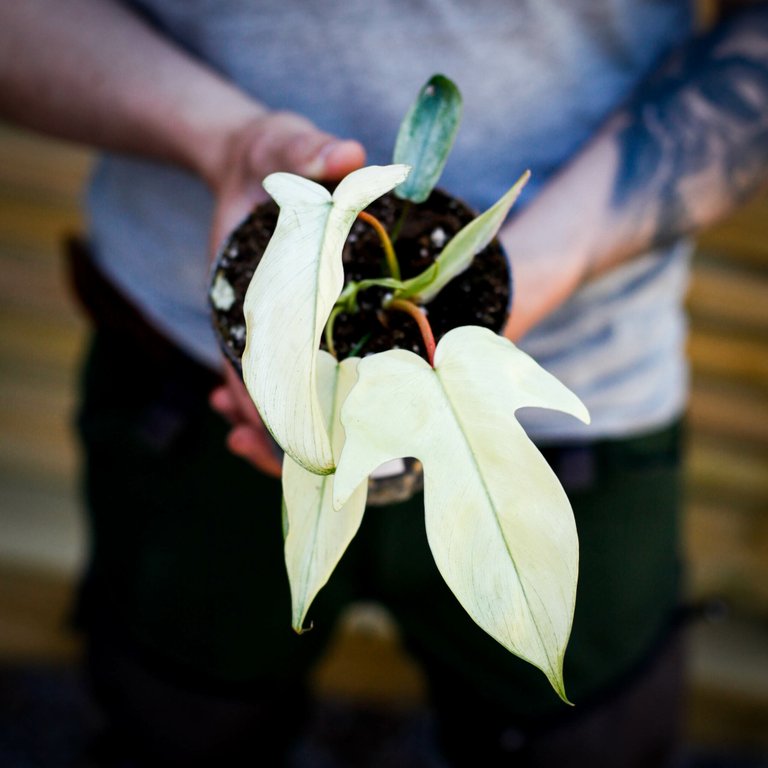 Philodendron 'Florida Ghost' 12 cm NR 7