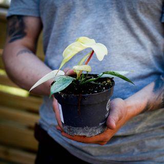 Philodendron 'Florida Ghost' 12 cm NR 8