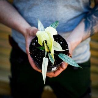 Philodendron 'Florida Ghost' 12 cm NR 8