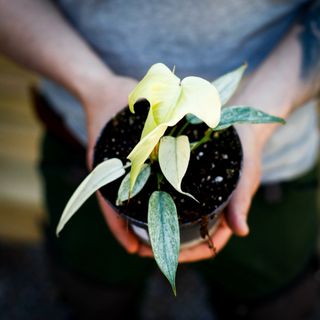 Philodendron 'Florida Ghost' 12 cm NR 8