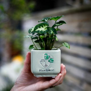 Minikruka Plant Mom