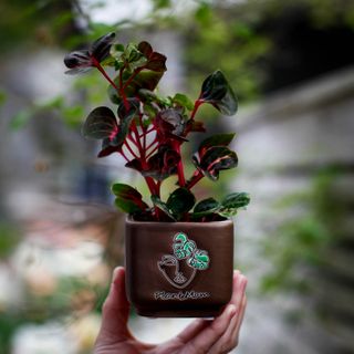 Minikruka Plant Mom