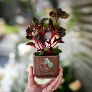 Minikruka Plant Daddy